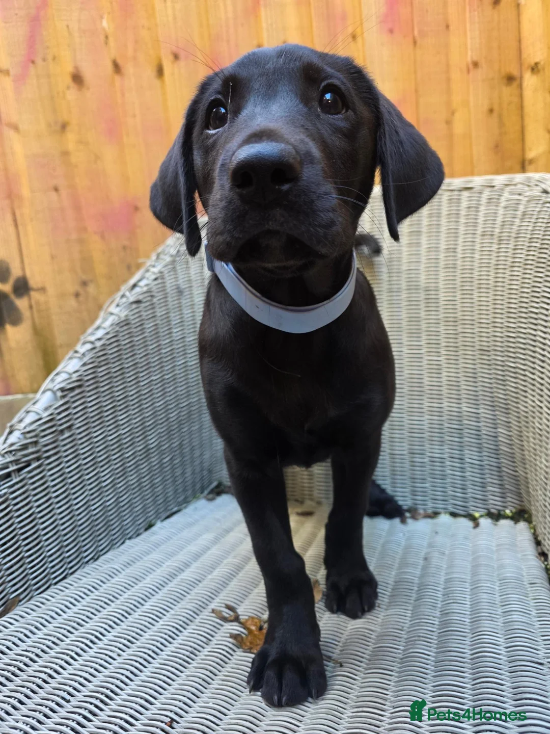 Labrador Retriever dogs for sale: Trained labrador for assistance or pet - Advert 3