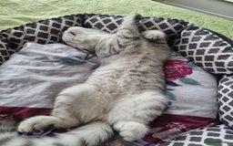 British Shorthair cats for sale: Silver Tabby Classic 5 Months Old GCCF Pedigree - Image 7