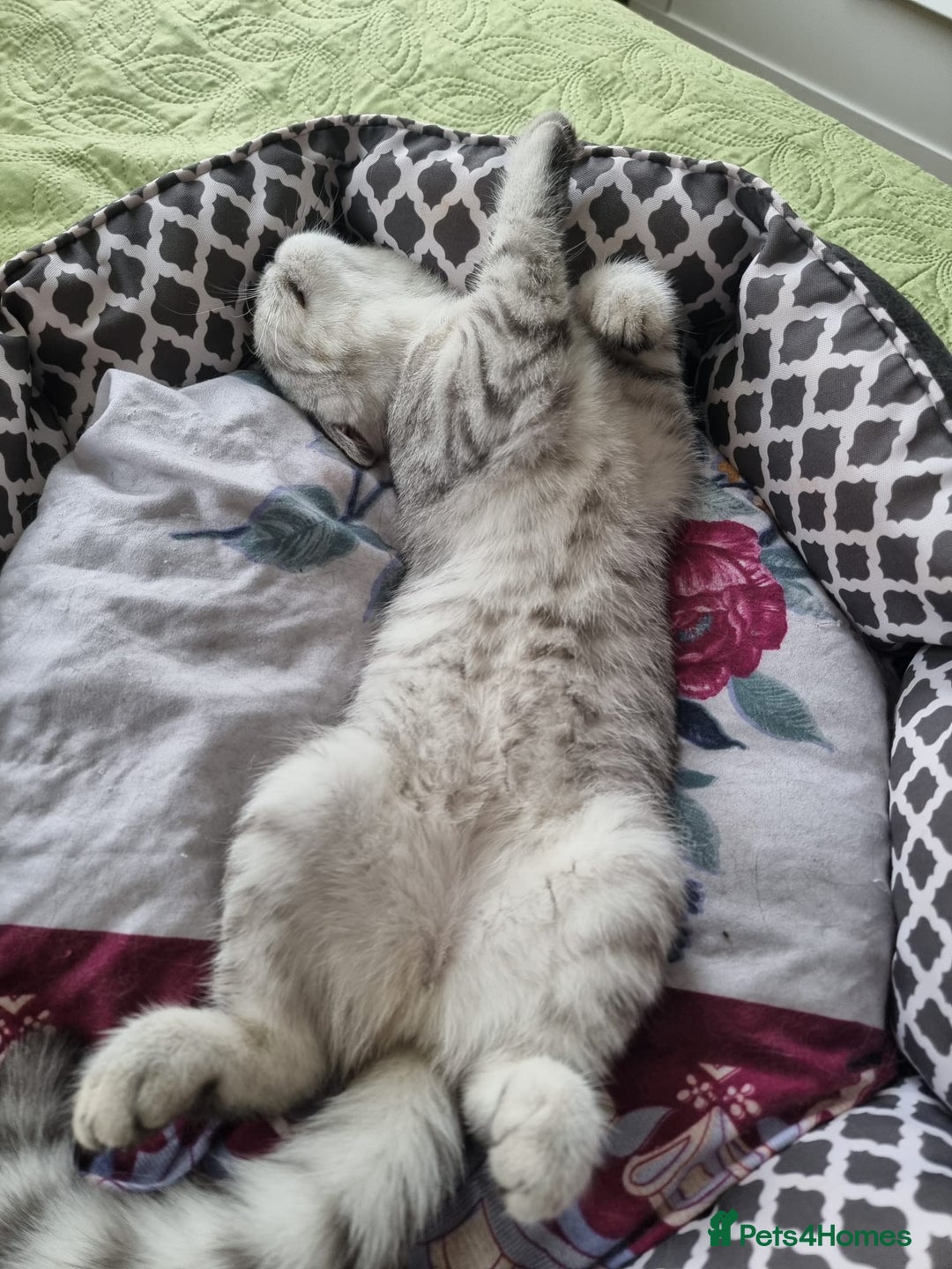 British Shorthair cats for sale: Silver Tabby Classic 5 Months Old GCCF Pedigree - Image 7