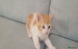 Mixed Breed cats for sale: Little kitten ready 10th August read listing  - Image 6