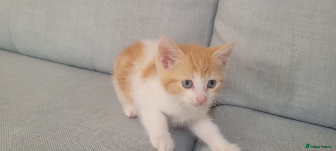 Mixed Breed cats for sale: Little kitten ready 10th August read listing  - Image 6