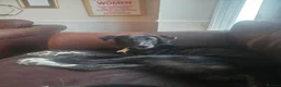 Mixed Breed dogs for adoption: Green for adoption in Hastings - Advert 7