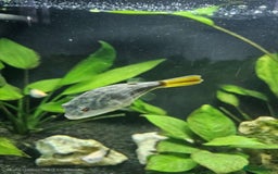 Pufferfish fish for sale: Fahaka puffer fish  - Image 9