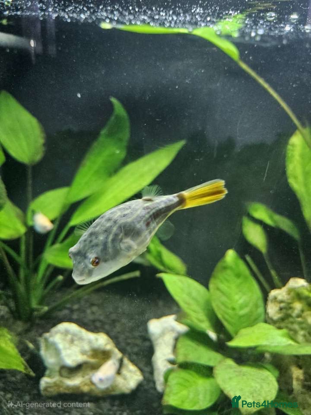 Pufferfish fish for sale: Fahaka puffer fish  - Image 9