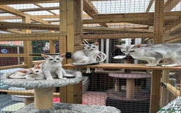Abyssinian cats for sale: Pedigree Silver Abyssinian kittens - Image 20