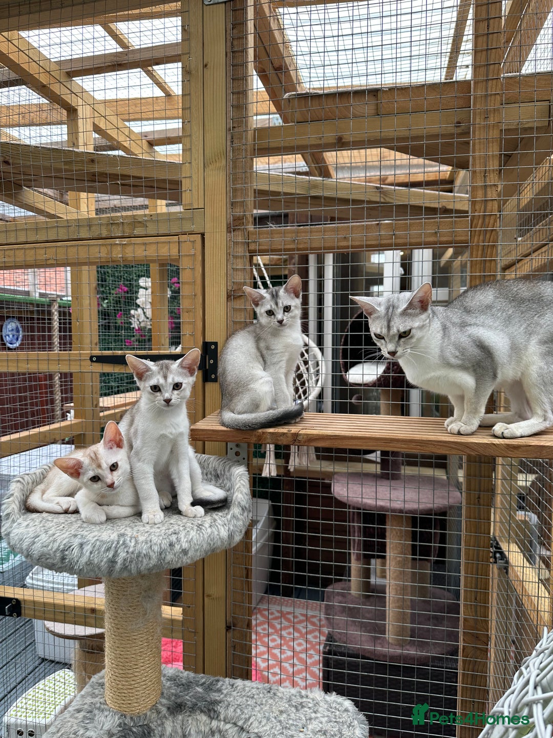 Abyssinian cats for sale: Pedigree Silver Abyssinian kittens - Image 20