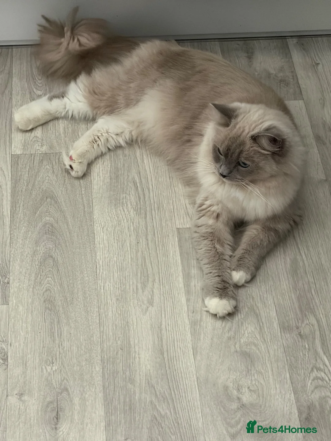 Ragdoll cats for sale: Beautiful Ragdoll female cats - Advert 2