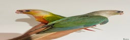 Conures birds for sale: Hand reared conures for sale  - Advert 1