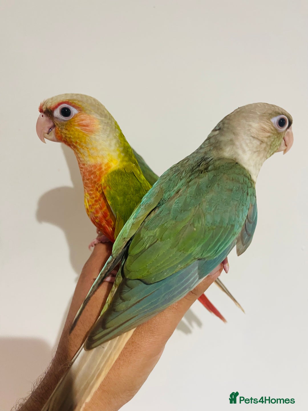 Conures birds for sale: Hand reared conures for sale  - Advert 1