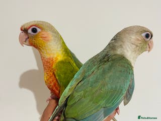 Conures birds Hand reared conures for sale - Advert 5