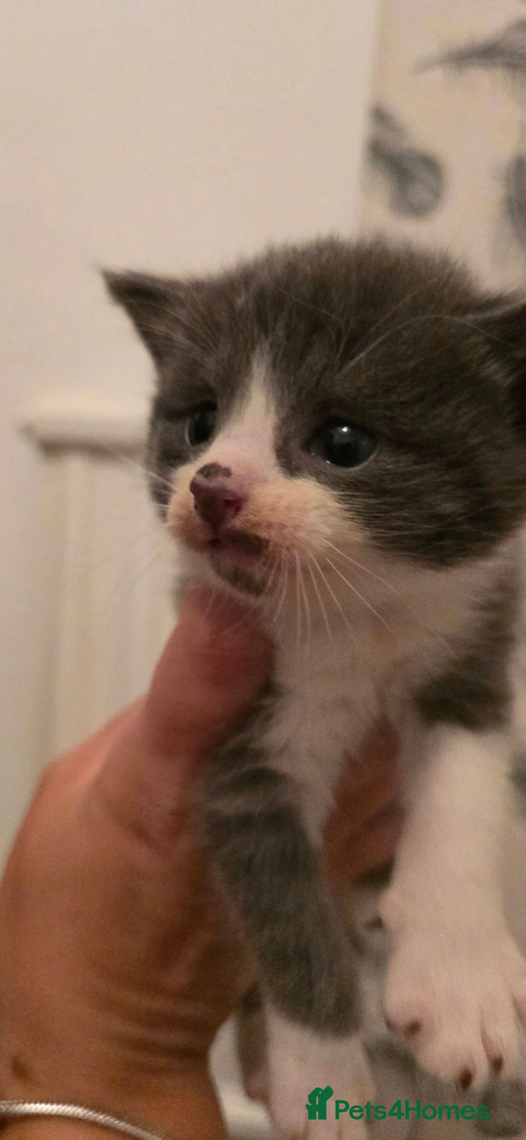 Mixed Breed cats for sale: 4 beautiful kittens READY SEPTEMBER  - Advert 8
