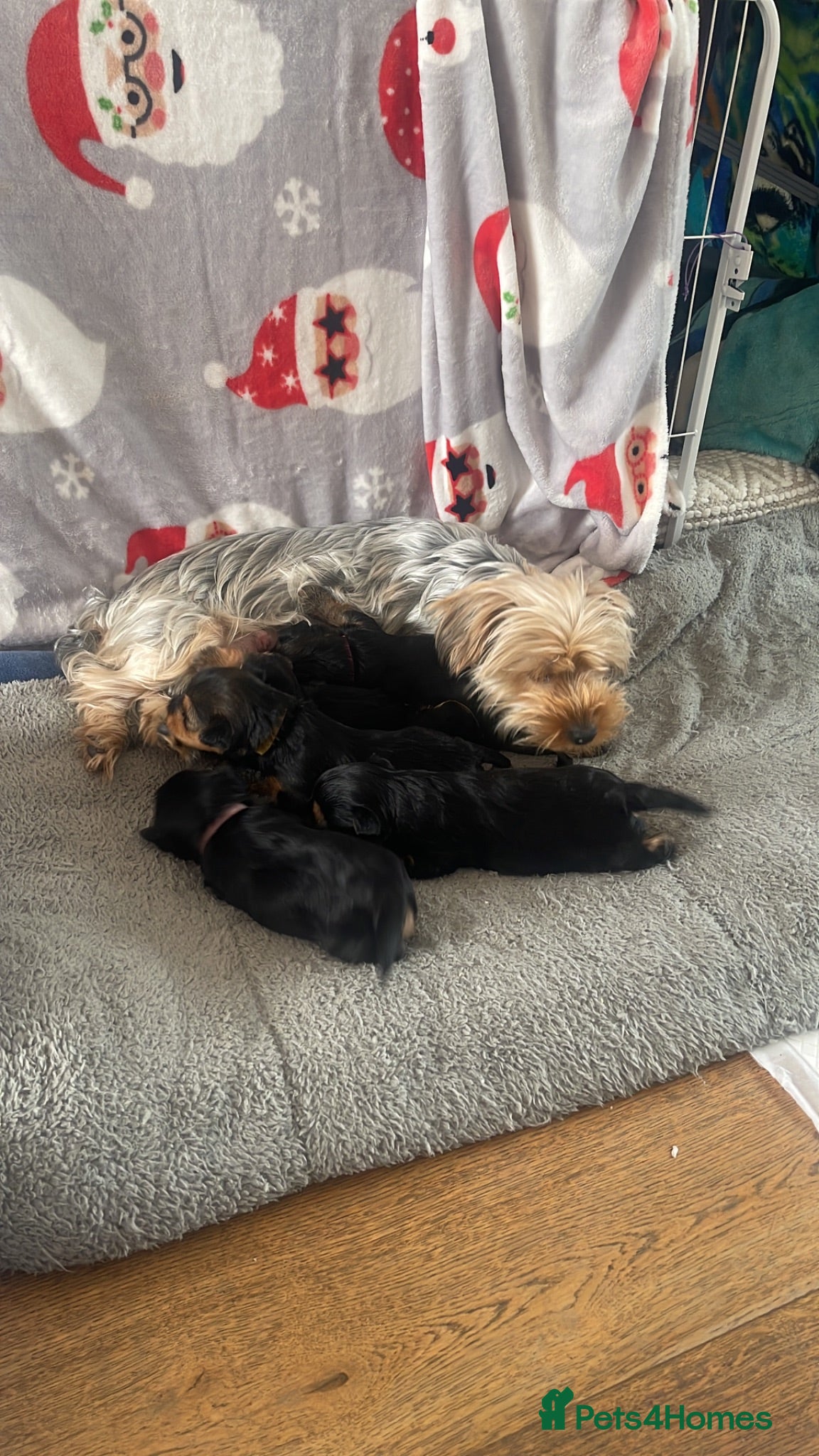 Yorkshire Terrier dogs  5- Adorable Yorkshire Terrier Puppies  - Advert 1