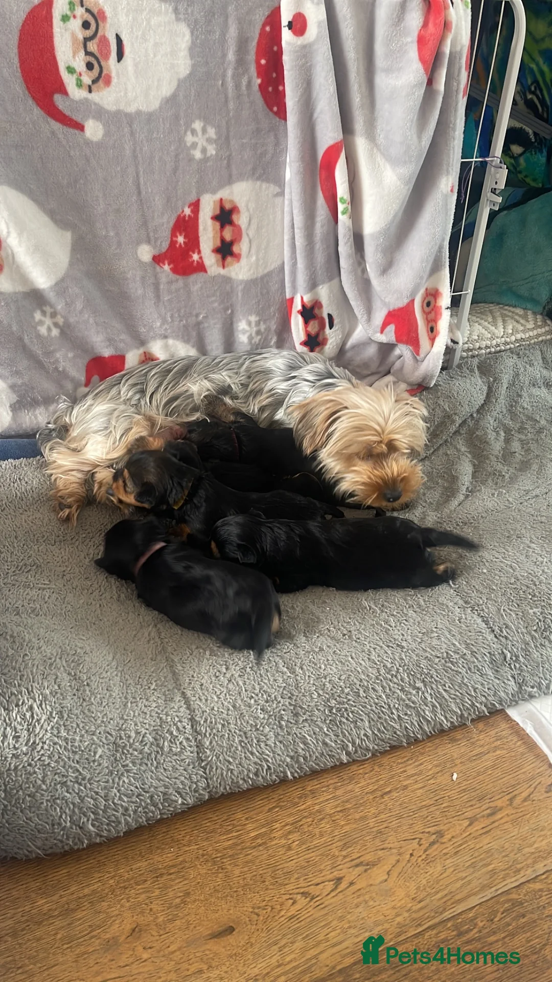 Yorkshire Terrier dogs for sale:  5- Adorable Yorkshire Terrier Puppies  in Croydon - Advert 1