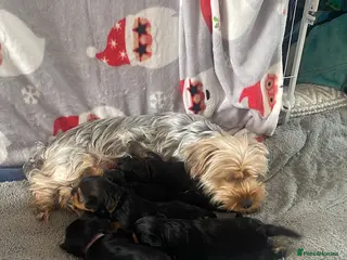 Yorkshire Terrier dogs 5- Adorable Yorkshire Terrier Puppies - Advert 1