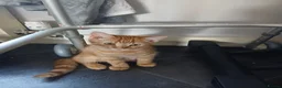 Mixed Breed cats for sale: Kittens  - Advert 2