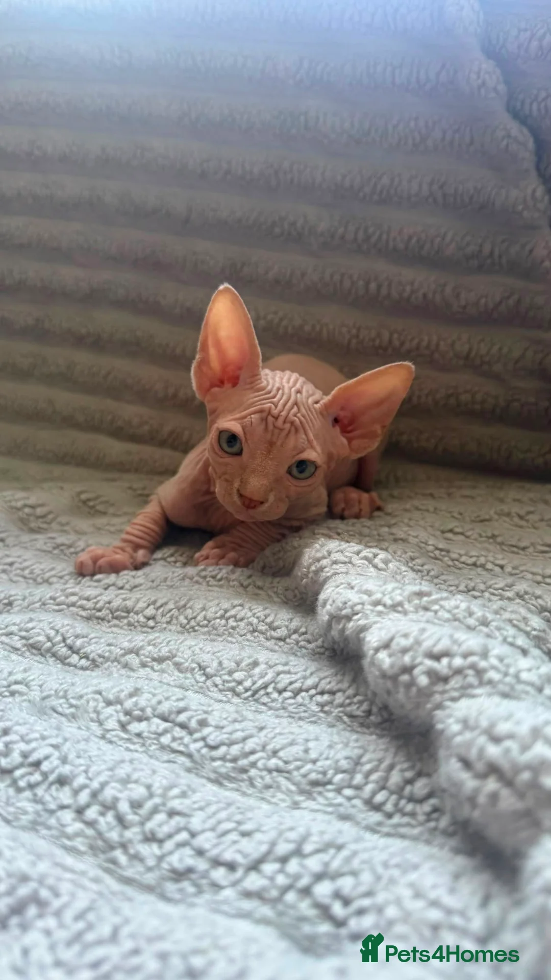 Sphynx cats for sale: Sphinx kittens available  in Aberdeen - Advert 10