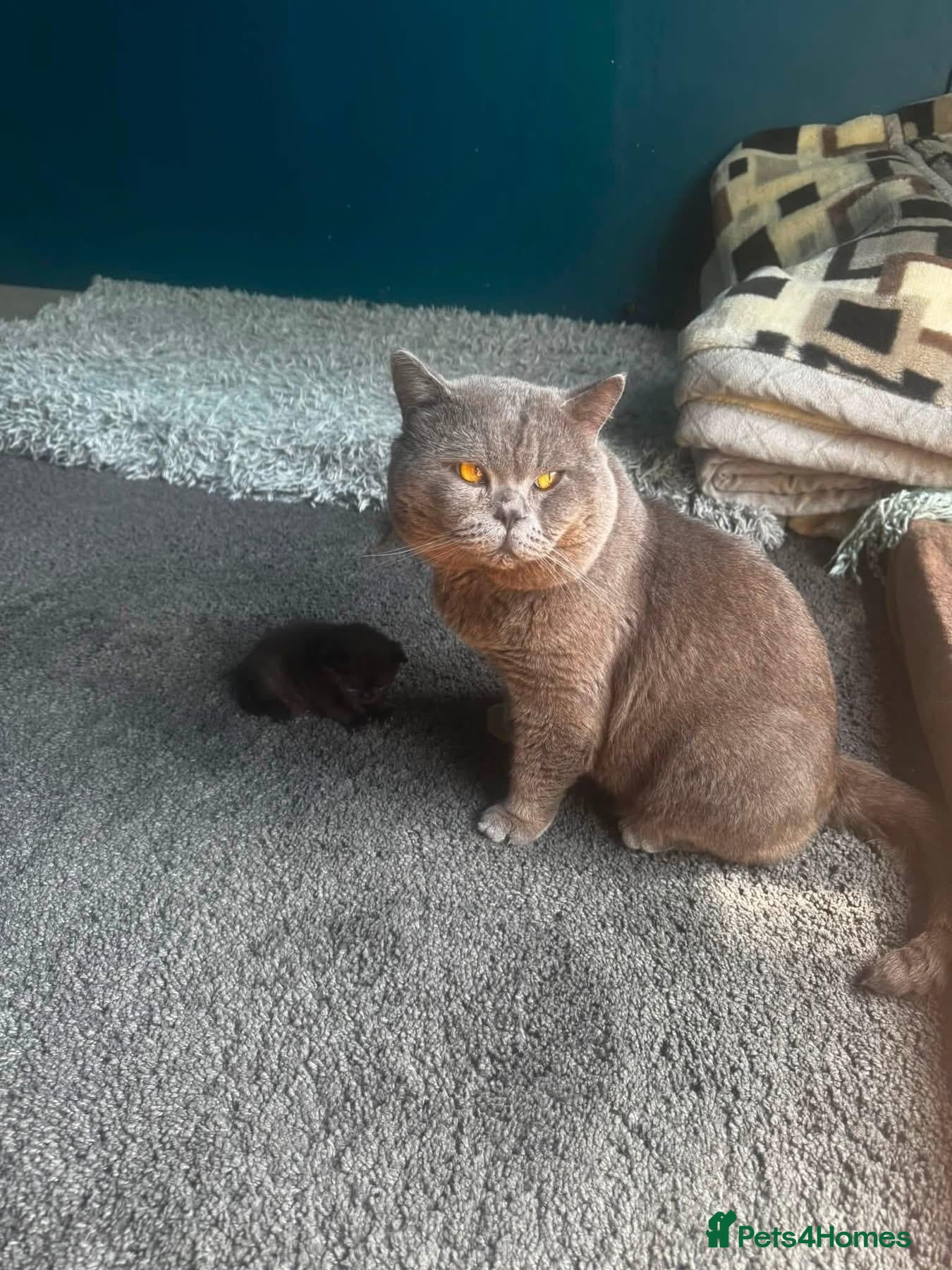 British Shorthair cats British short hair  - Advert 1