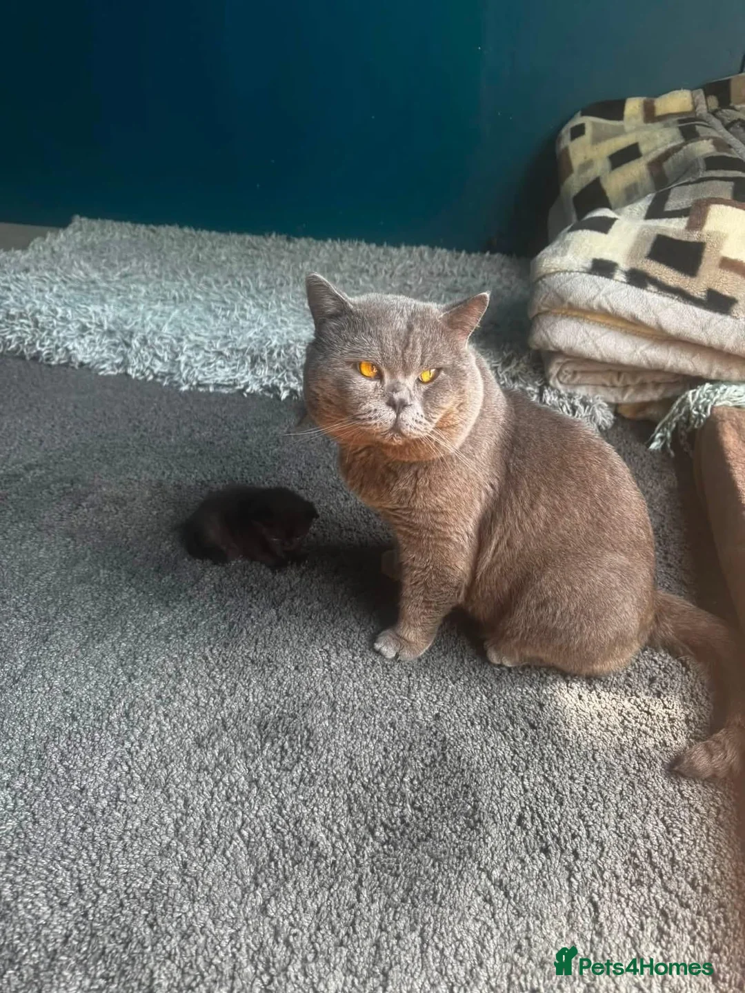 British Shorthair cats for sale: British short hair  - Advert 1