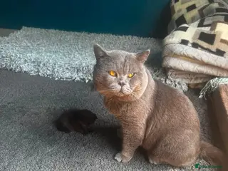 British Shorthair cats British short hair - Advert 8