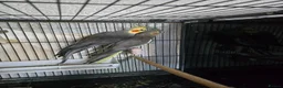 Cockatiels birds for sale: Beautiful proven grey cockatiel pair (2024 rings) - Advert 2