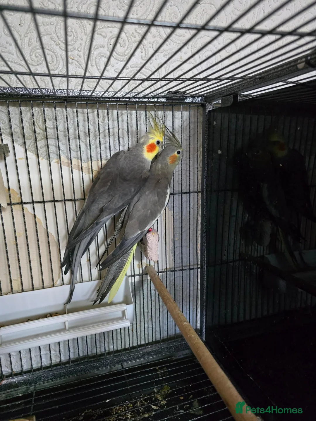 Cockatiels birds for sale: Beautiful proven grey cockatiel pair (2024 rings) - Advert 2