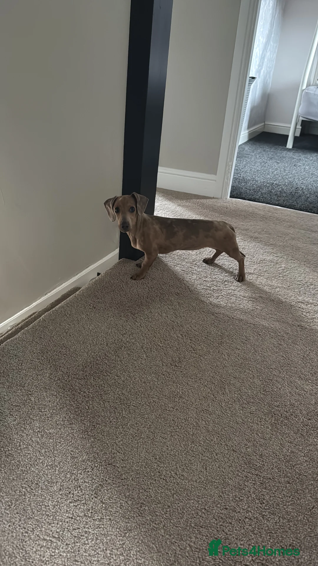 Dachshund dogs for sale: Dapple dachshund puppy 6months in Lincoln - Advert 1