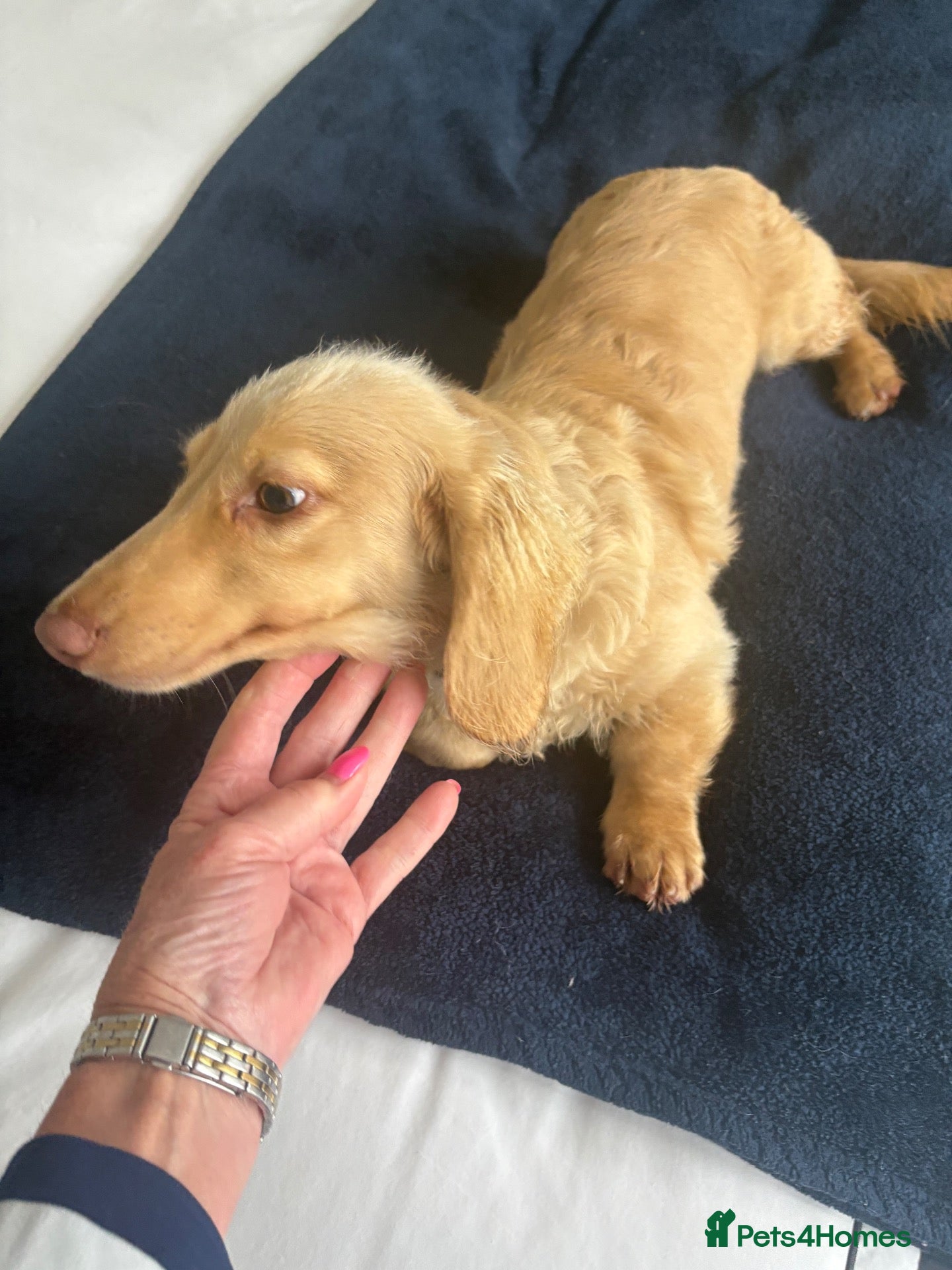 Miniature Dachshund dogs Cream long haired boy miniature dachshund  - Advert 1