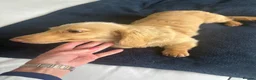 Miniature Dachshund dogs for sale: Cream long haired boy miniature dachshund  - Advert 1