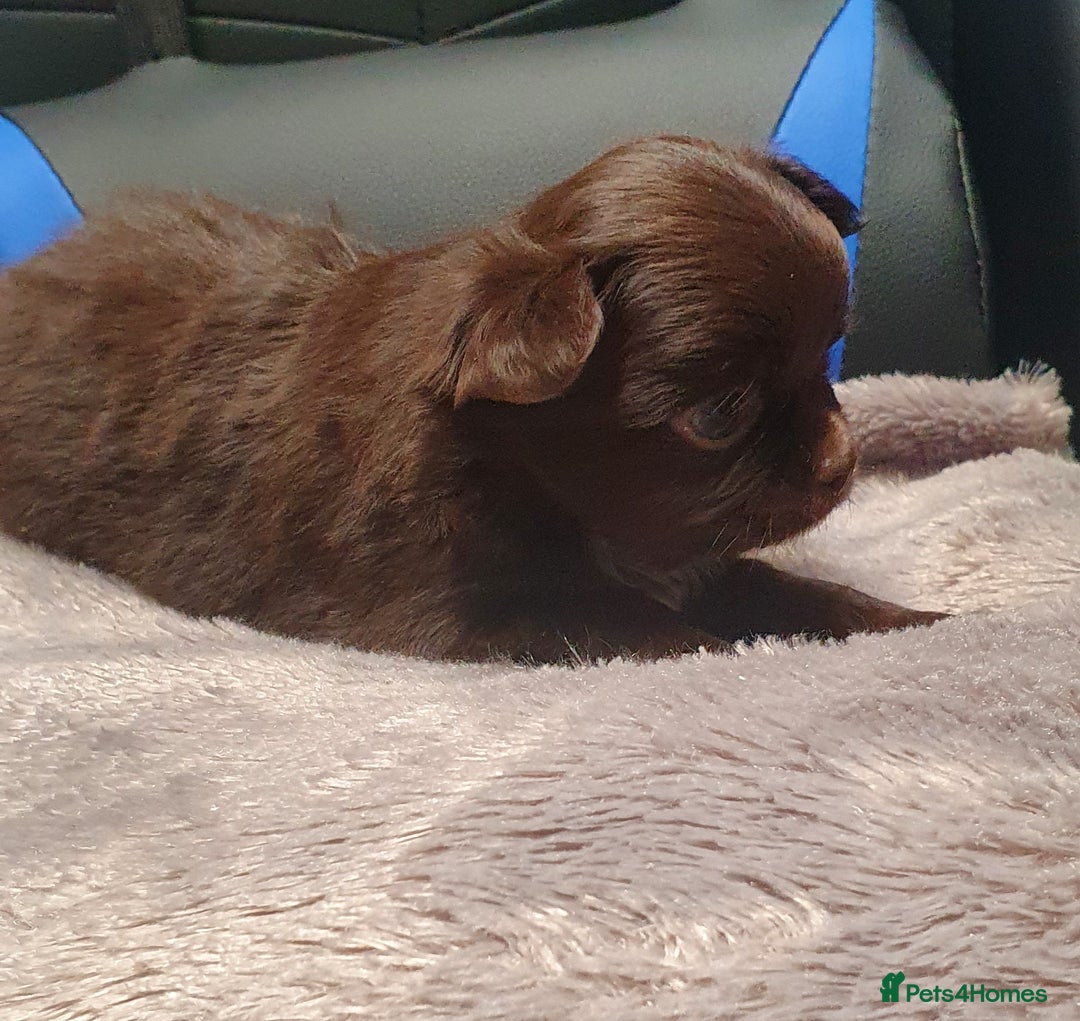 Chihuahua dogs for sale: Beautiful Long-Haired Chihuahua Puppies - Advert 5