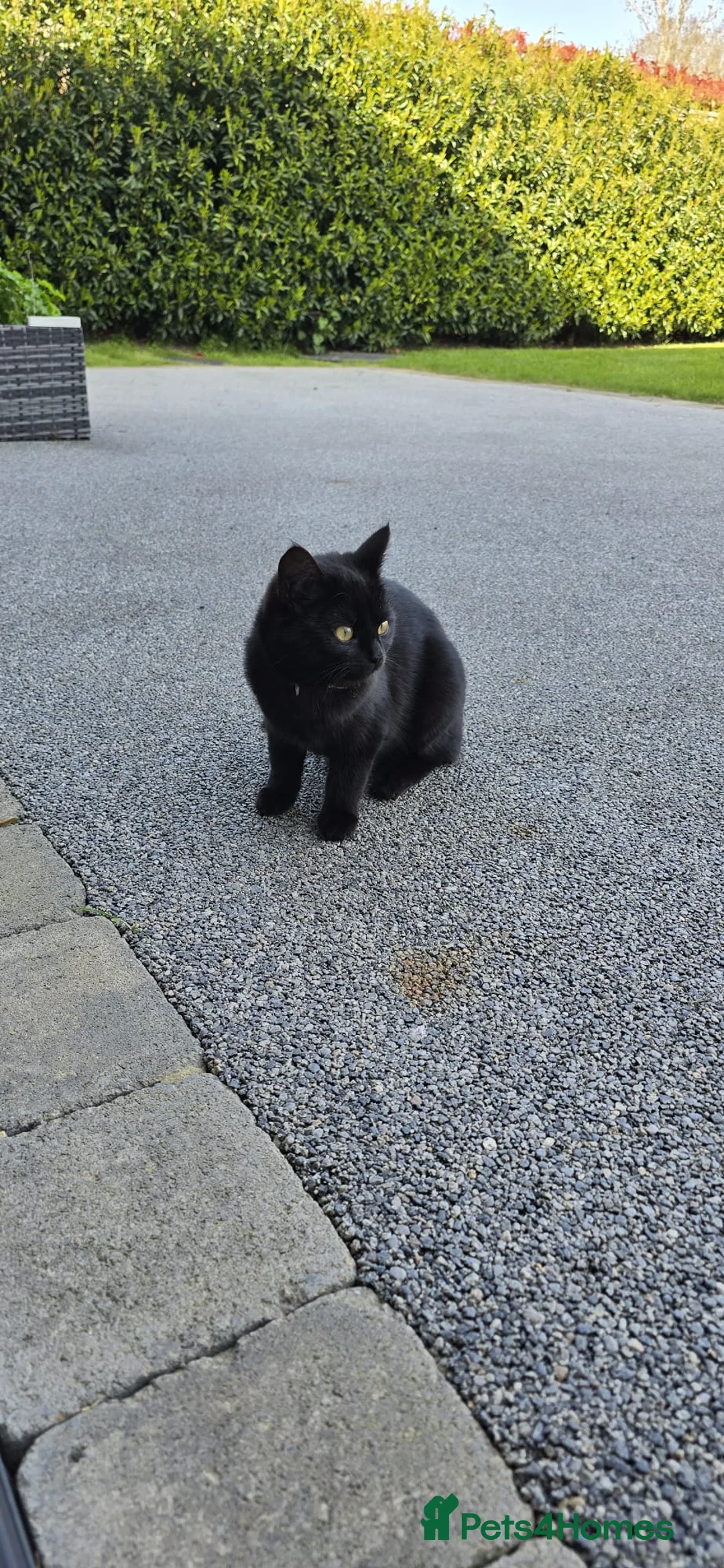 Mixed Breed cats for sale: Black adolescent Kitten in Hereford - Advert 2