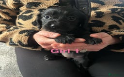 Cocker Spaniel dogs for sale: 8 Beautiful Cavalier X Cocker Spaniel Puppies - Image 4