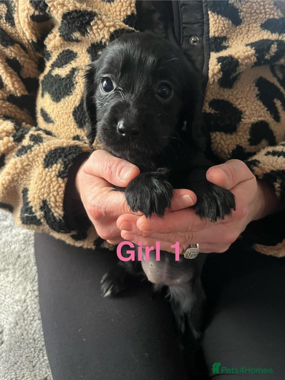 Cocker Spaniel dogs for sale: 8 Beautiful Cavalier X Cocker Spaniel Puppies - Image 4