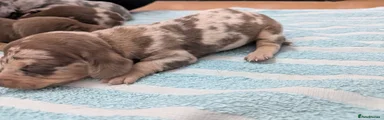 Dachshund 1