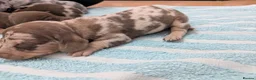 Dachshund dogs for sale: Dachshund puppies! in Mexborough - Advert 3
