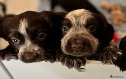 Cocker Spaniel dogs for sale: Working cocker spaniels  - Image 5