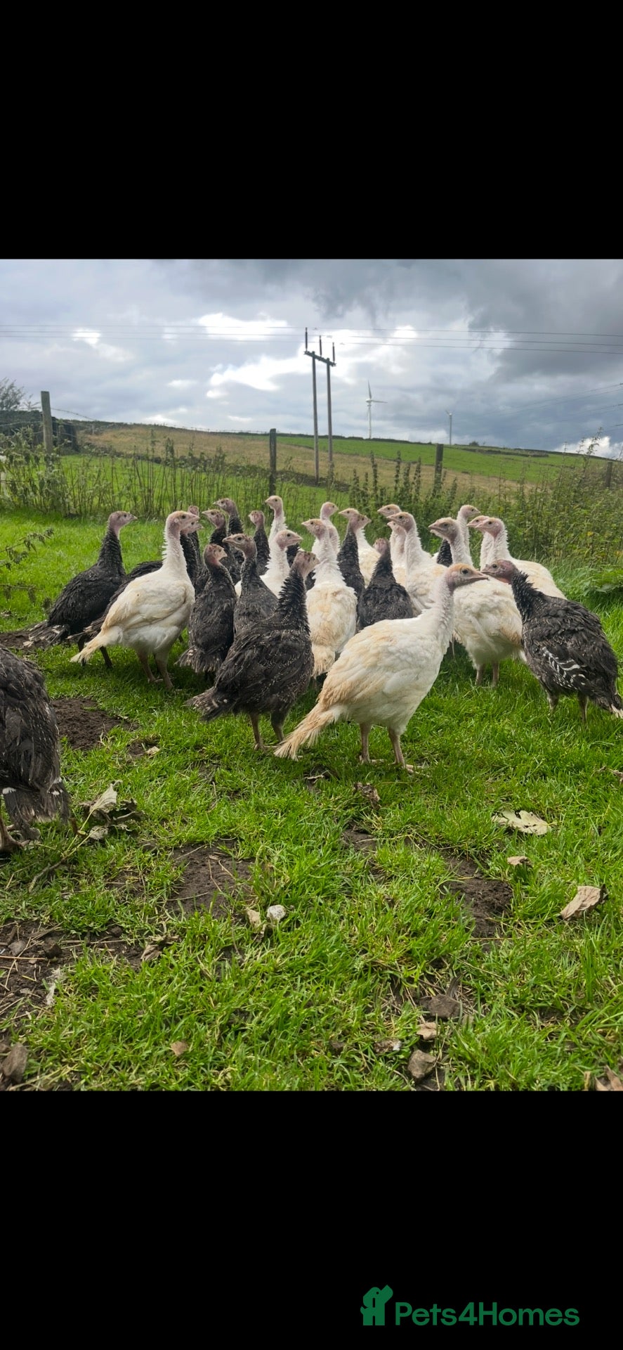 Turkeys poultry Turkey female this year hatched  - Advert 7