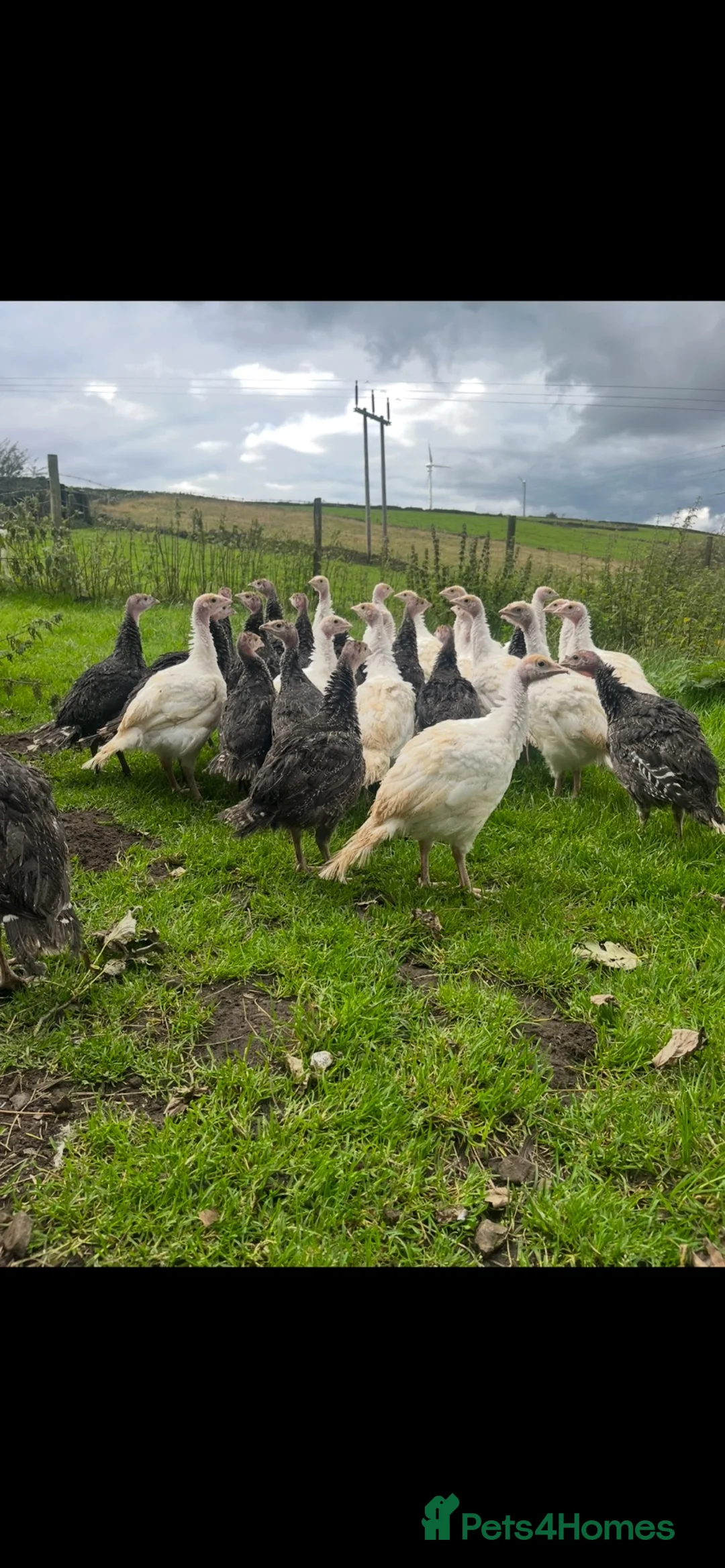 Turkeys poultry for sale: Turkey female this year hatched  - Advert 1