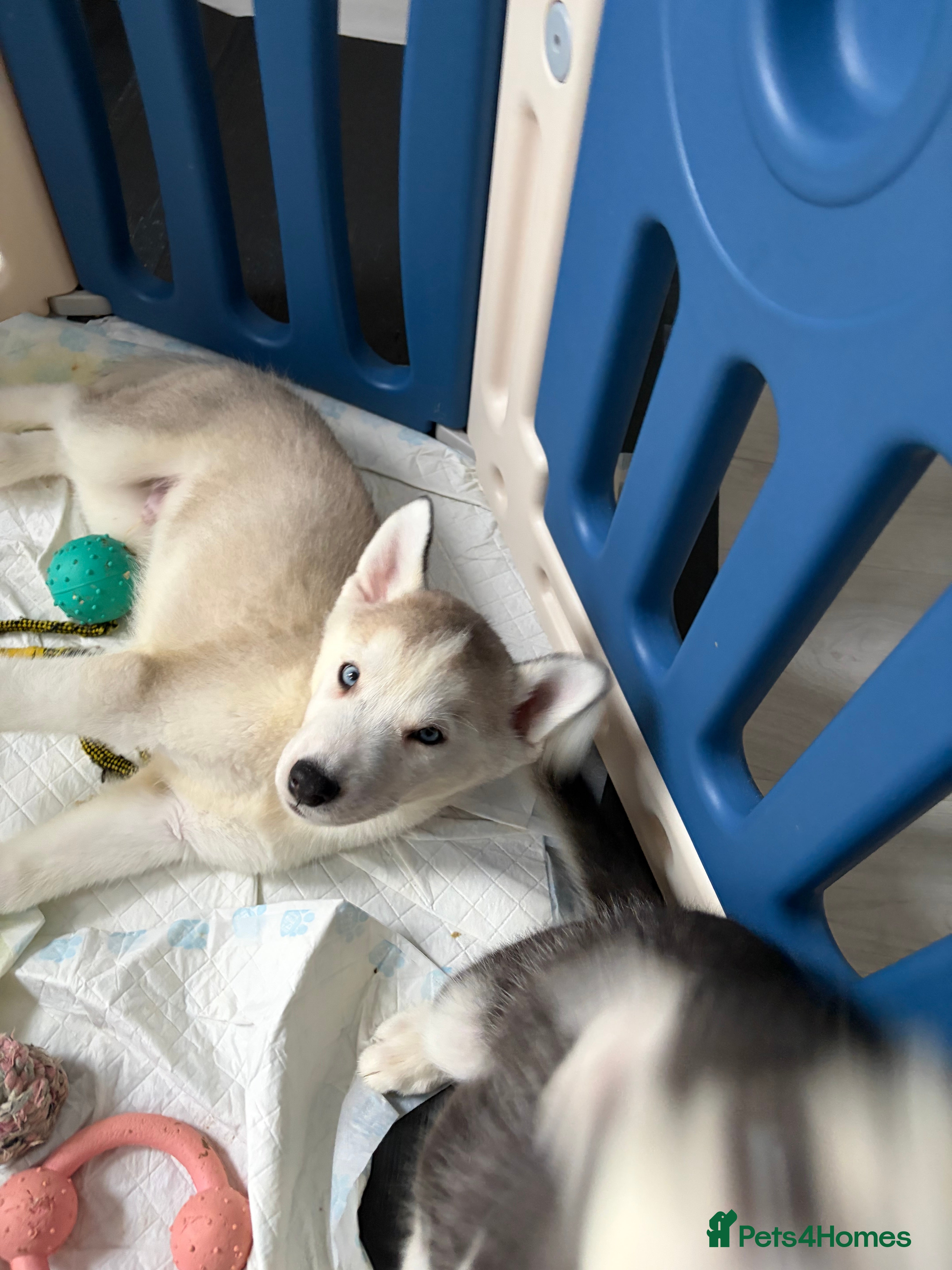 Siberian Husky dogs Siberian huskies *ready to leave now* - Advert 2