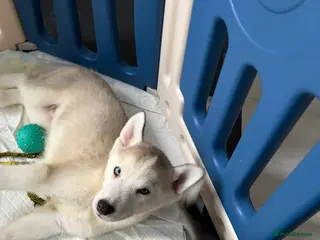 Siberian Husky dogs Siberian huskies *ready to leave now* - Advert 2