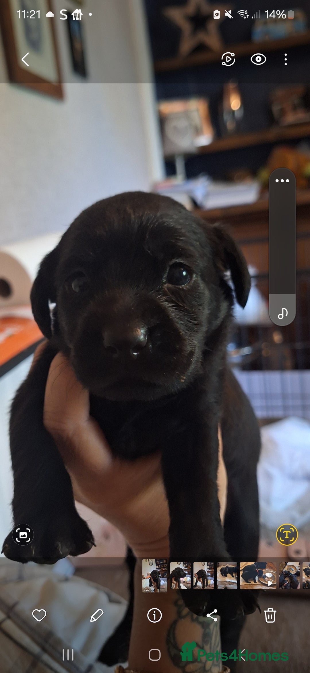Labrador Retriever dogs for sale: Pedigree Black labrador pups  - Image 12