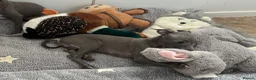 Italian Greyhound dogs for sale: BEAUTIFUL ITALIAN GREYHOUND PUPPIES  - Advert 4