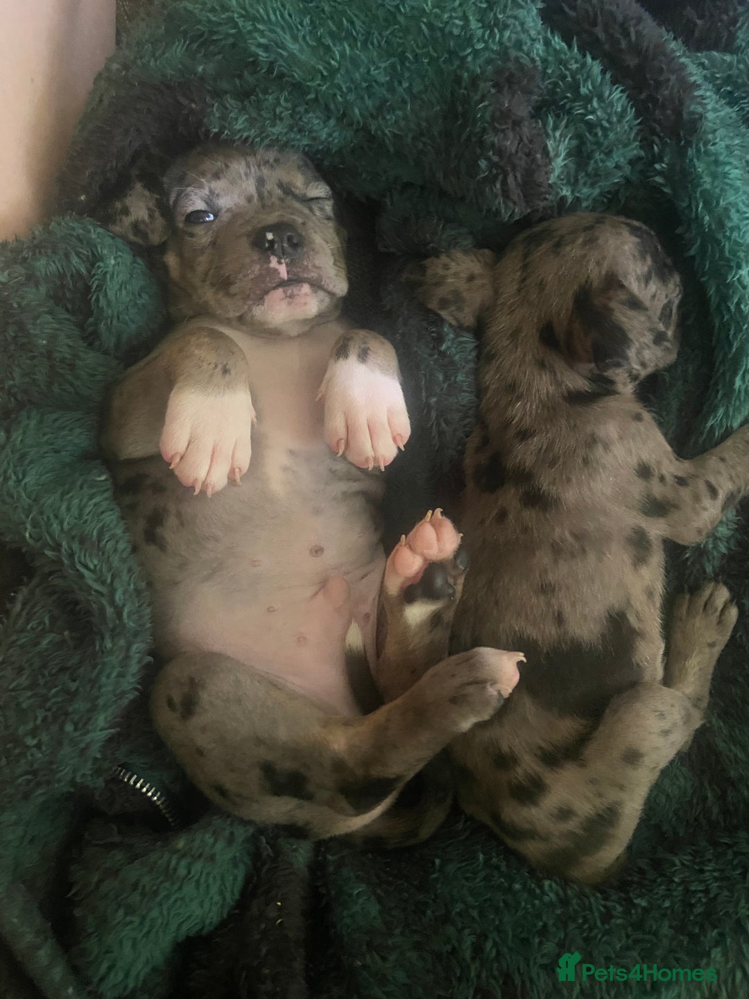 Mixed Breed dogs for sale: Staffy cross American bulldog  - Image 8