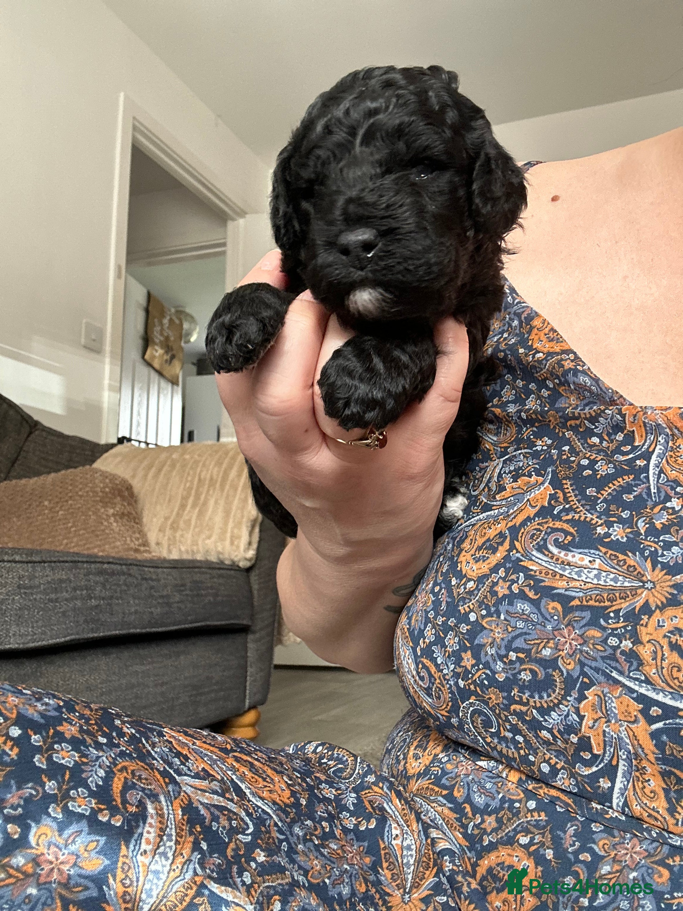 Cockapoo dogs F1b COCKAPOO PUPPIES ready 10th MAY - Advert 3