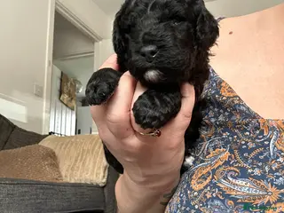 Cockapoo dogs F1b COCKAPOO PUPPIES ready 10th MAY - Advert 9