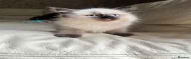 Ragdoll Kitten 1