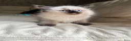 Ragdoll cats for sale: Ragdoll kittens  - Advert 14
