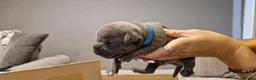 Staffordshire Bull Terrier dogs for sale: Beautiful Staffordshire Bull Terrier Puppies in Stockport - Advert 12