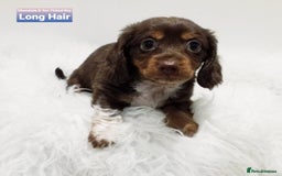 Miniature Dachshund dogs for sale: 5* Licensed, PRA CLEAR KC Mini Daxi's - Image 10