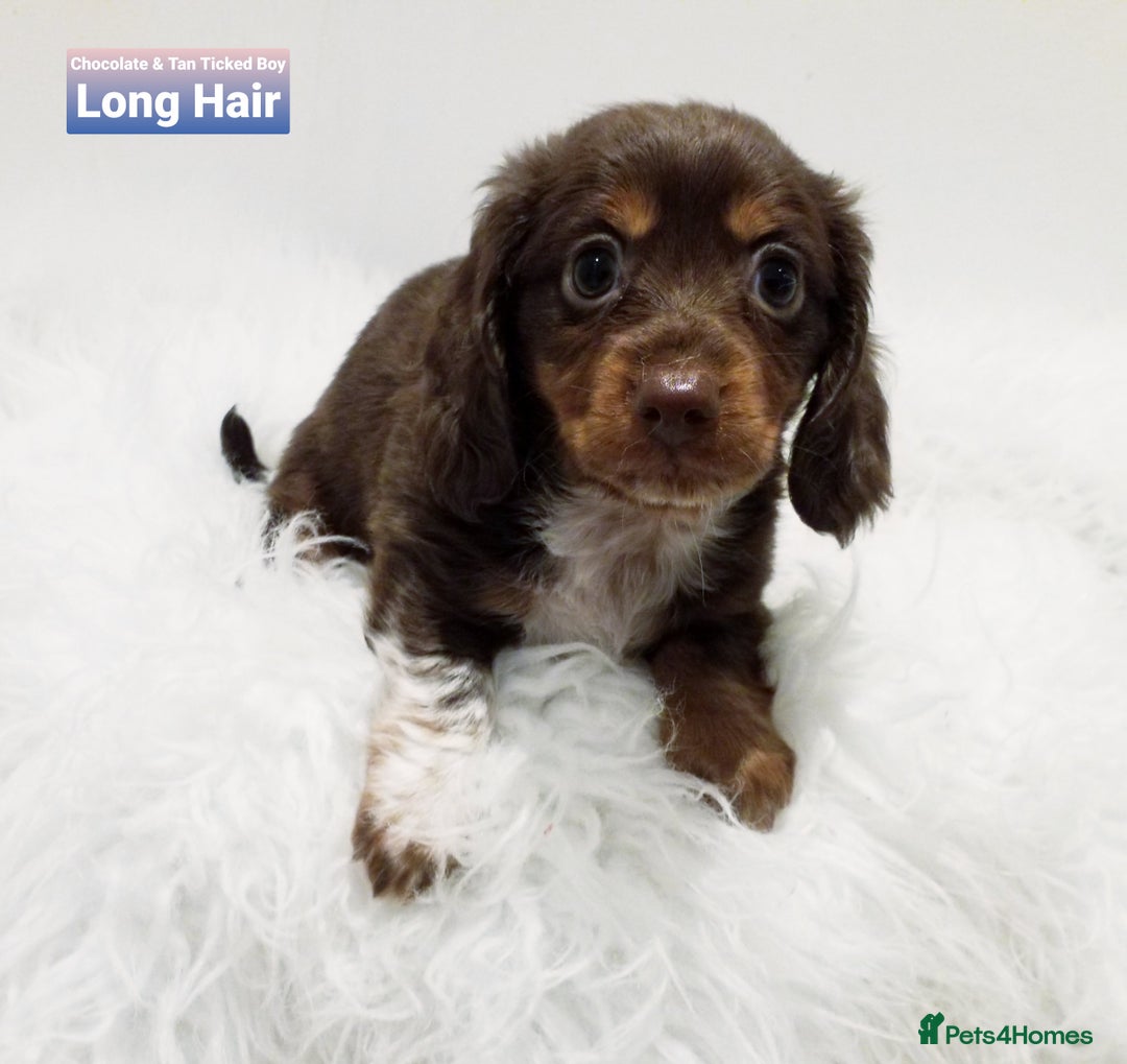 Miniature Dachshund dogs for sale: 5* Licensed, PRA CLEAR KC Mini Daxi's - Image 10