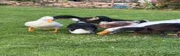 Ducks poultry for sale: Free 5 variety of walking ducks 🦆  - Advert 1